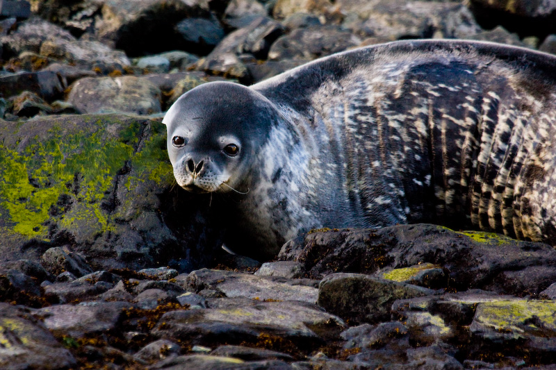 Weddell Seal